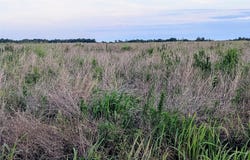 TOM BRYAN RD, ZOLFO SPRINGS, FL 33890