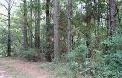 County Road 16, Louin, MS 39338