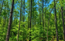 Round Hill Rd., Thomasville, AL 36784