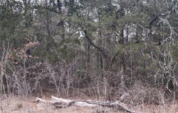 Pearson Rd, Cedar Creek, TX 78616
