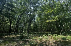 00 VL Deer Trail, Irons, MI 49644