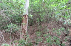 343 Gauley falls Road, Pickens, SC 29671