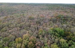 County Road 427, Cross Timbers, MO 65634