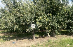 Triangle Rd, MiltonFreewater, OR 97862