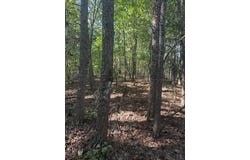BALL PARK Rd, Phil Campbell, AL 35581