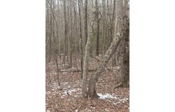 Chandler Road, Easley, SC 29640