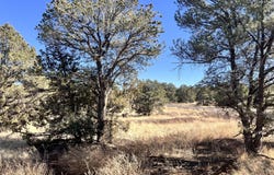 7223 Daisy Drive, Williams, AZ 86046