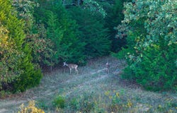 State Highway T, Hartville, MO 65667