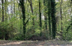 Forest Lane Drive, Gaffney, SC 29340