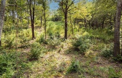 Garner St, Frankston, TX 75763