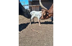 5350 N Yoder Road, Calhan, CO 80808