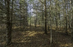 CTH H lot: # 8, Boulder Junction, WI 54512