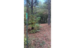 220 Kennon Drive, Hemphill, TX 75948