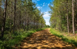 Wolf Pen Rd, Pocahontas, TN 38061