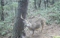 Poor Mountain Rd, Bent Mountain, VA 24059