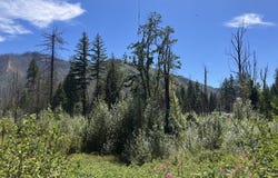 Blue River Dr, BlueRiver, OR 97413