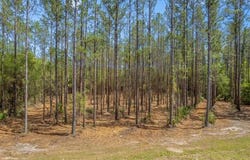 Heritage Way lot: 22, Hortense, GA 31543
