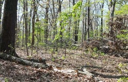 000 62 S Plainview Road, Anderson, MO 64831