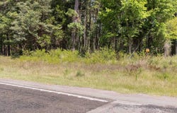 Tract 4 FM 1002, Big Sandy, TX 75755
