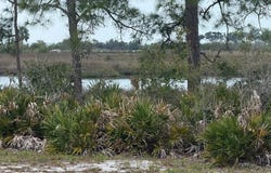 Anna St lot: 10, Cedar Key, FL 32625