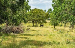 21882 FM 2093, Harper, TX 78631