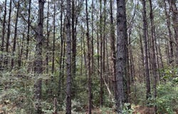 4xxx Hwy 511, Quitman, MS 39355