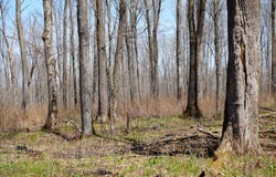 Konsella Road, Gilman, WI 54433