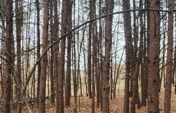 Mapleridge Rd, Bassett, VA 24055