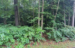 Shady Lane, Sylvan Beach, NY 13157