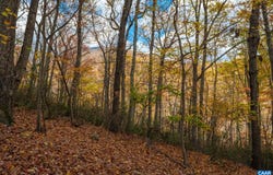 TREE HOUSE PL, NELLYSFORD, VA 22958