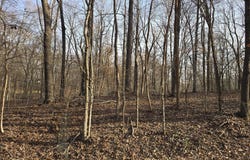 Rockcastle Shores lot: 33 C -1, Cadiz, KY 42211