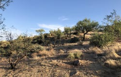 67 Saguaro Road lot: 67, Tonto Basin, AZ 85553