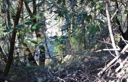 Fenders Ferry Road, Round Mountain, CA 96084