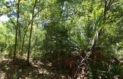 KNOXVILLE Drive, WEBSTER, FL 33597