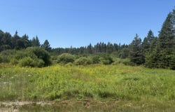 Simmons Rd, Hessel, MI 49745