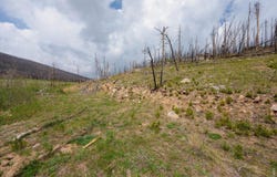 30 Sheep Horn Ct, Bellvue, CO 80512