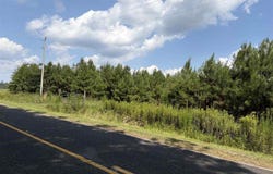 Highway 556, Scranton, SC 29591
