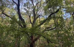 Casey Road, Malvern, AR 72104