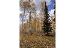 1022 N Dry Lakes Rd, Brian Head, UT 84719