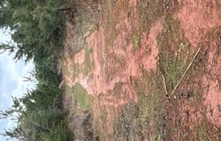 TR 14 Hwy 21E, Hemphill, TX 75948