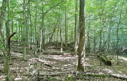 Buck Horn Fork, Bomont, WV 25030