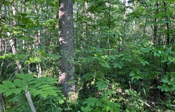 Beroun Crossing Rd, Brook Park, MN 55007