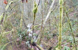 Reid Rd, Scappoose, OR 97056
