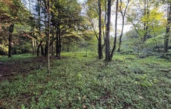 Davis Rd lot: 4-7, Deer Lodge, TN 37726