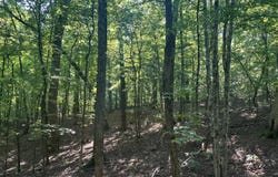 Clark Lane, Buchanan, TN 38222