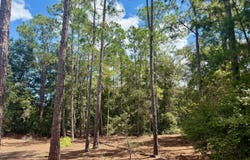 NETTLES Road, Florahome, FL 32140