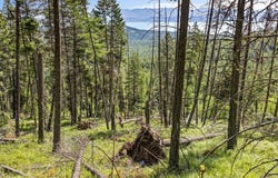 64 Lone Wolf Trail, Lakeside, MT 59922