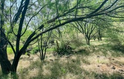 Morris Sheppard Drive lot: 11, Brownwood, TX 76801