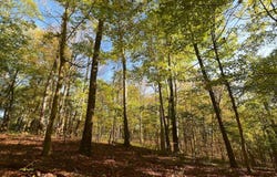State Route 550, Amesville, OH 45711