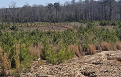 HIGHWAY 139 lot: 1, RANDOLPH, AL 36792